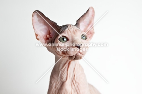 sphynx portrait