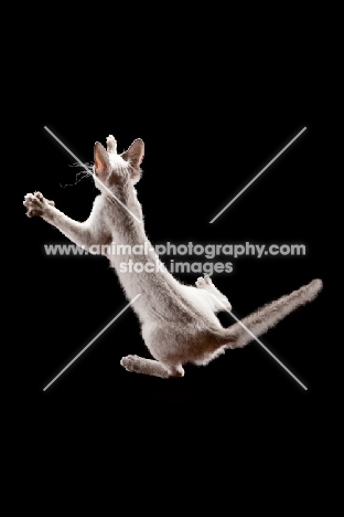 Peterbald cat, jumping