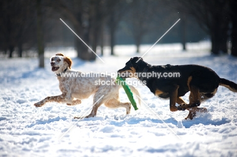 English Setter and mongrel dog running in a field covered with snow, mongrel dog is holding a toy in her mouth