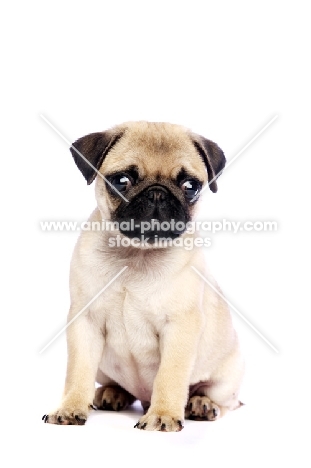 Pug puppy sitting down