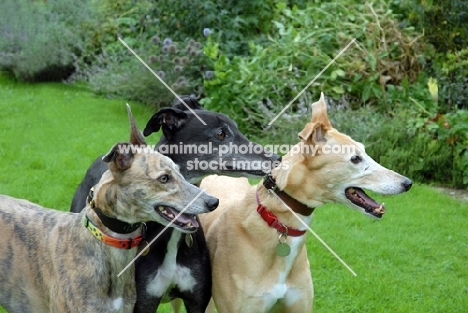 greyhound, ex racer, all photographer's profit from this image go to greyhound charities and rescue organisations