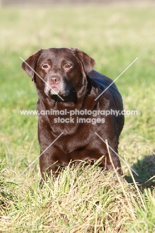 Chocolate Labrador Retriever