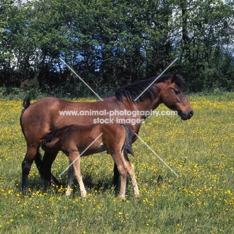 windfall of shilstone rocks, dartmoor mare with foal, by TB hookey boy, suckling  