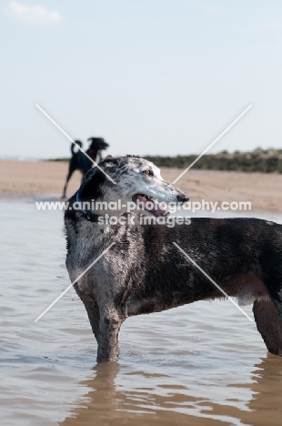 Lurcher in water