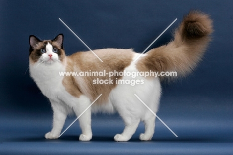 Seal Point Bi-Color Ragdoll, standing on blue background