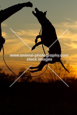 Thailand Ridgeback jumping up to catch treat