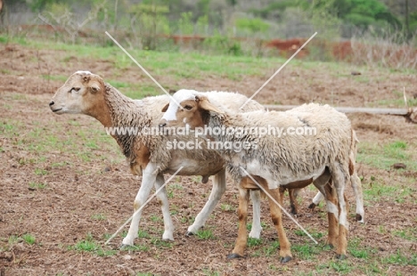 two Nguni sheep