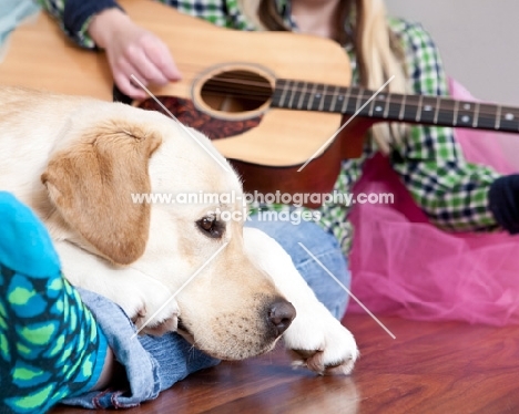 Labrador listening to guitar
