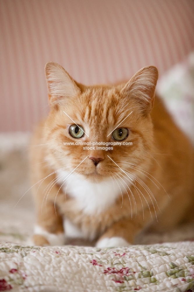 orange cat crouching on floral blanket