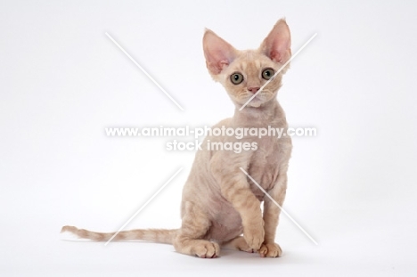 young cream Devon Rex, sitting down, white background