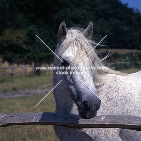 Connemara mare behind fence