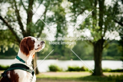 Irish red and white setter