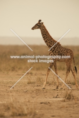 Giraffe walking in Amboseli, Kenya