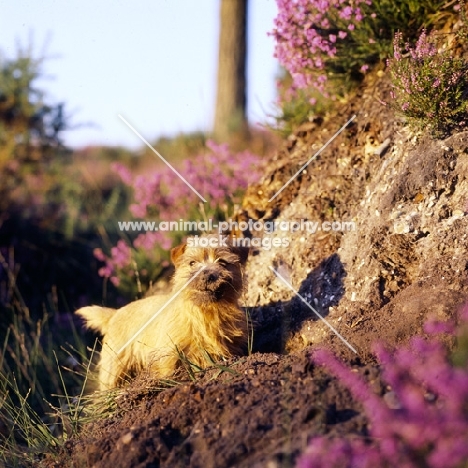 norfolk terrier looking up after digging earth among heather plants