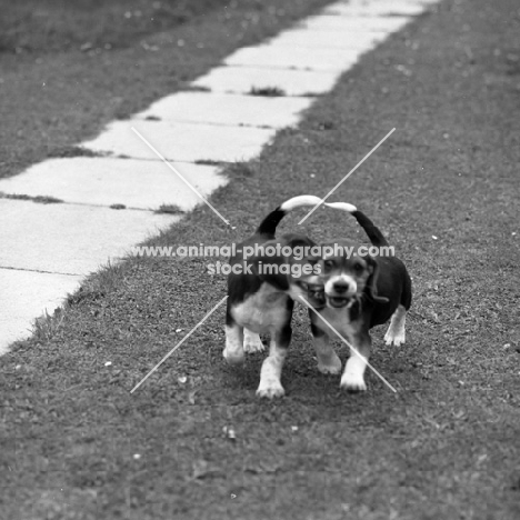 two happy beagle puppies