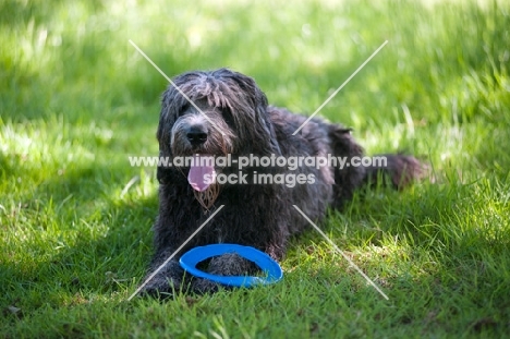 Dog lying in grass, resting, with toy at feet