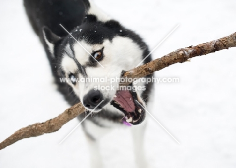 Siberian Husky with a stick in his mouth.