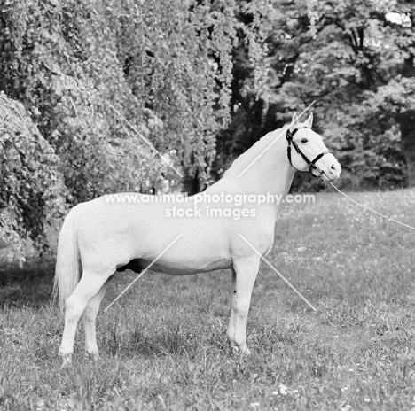 pluto XXV1 at national lipizzaner stud szilvasvarad, hungary