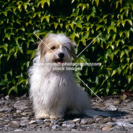 coton de tulear sitting on a path