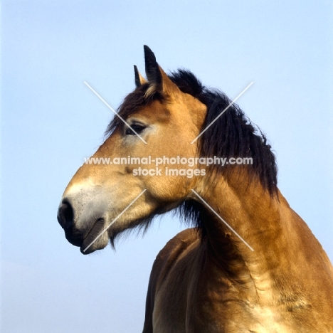 belgian mare, head study, 