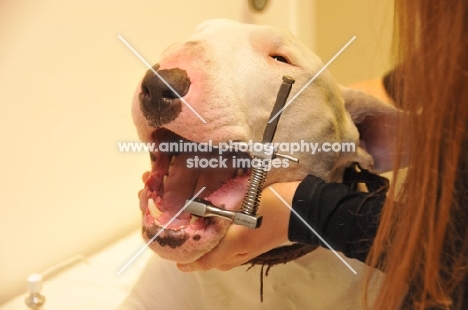 Bull Terrier at vet