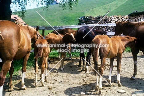 einsiedler mares and foals at einsiedlen