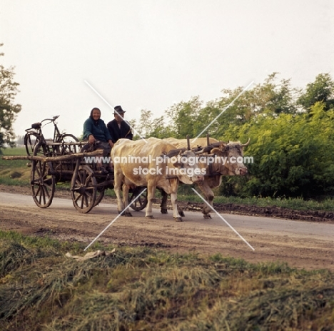 cattle pulling people in cart