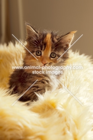 Maine Coon kitten in furry rug