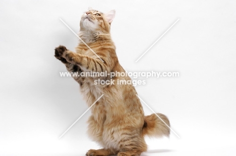 American Bobtail, Chocolate Spotted Tabby, curious