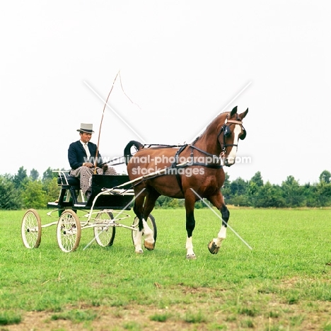 Gelderland in harness at Bilthoven show, driving 