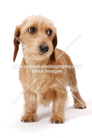 Dachshund (Miniature Wire)