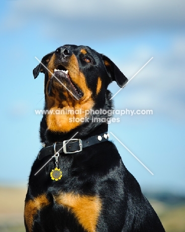 Rottweiler looking up