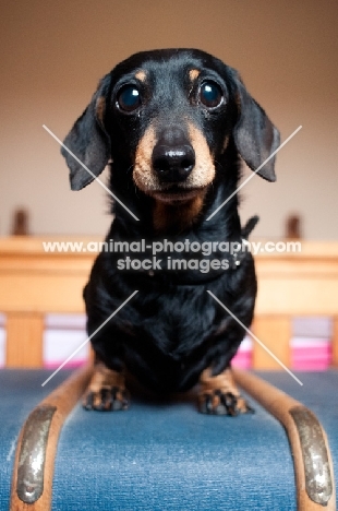 Cute Dachshund on trunk in bedroom