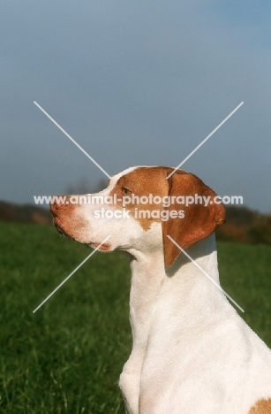 Braque Saint Germain profile, aka Saint Germain pointer