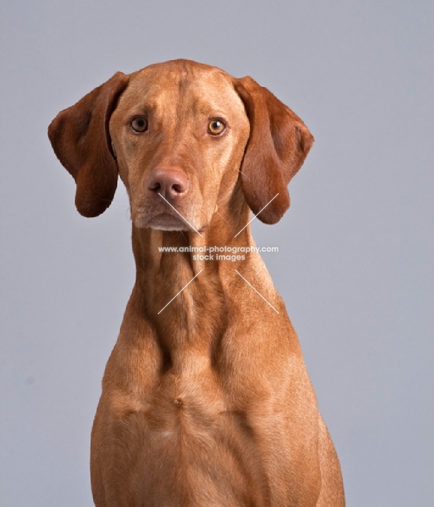 Hungarian Vizsla portrait in studio