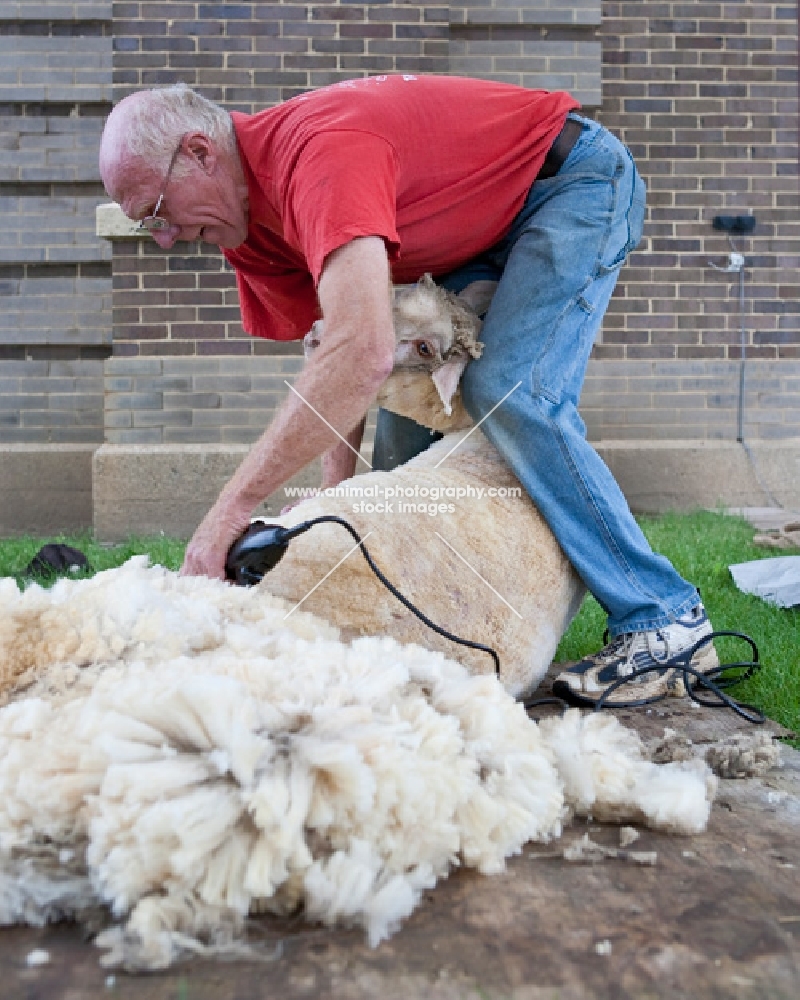 man shearing a sheep