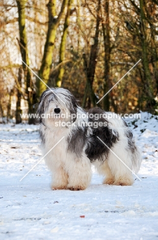 Polish Lowland Sheepdog, (also known as Nizinny)