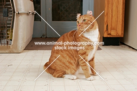 American Curl sitting in kitchen