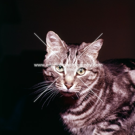 tabby cat portrait