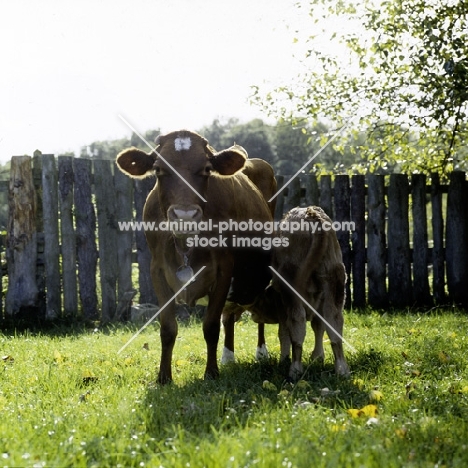 guernsey cow with calf drinking