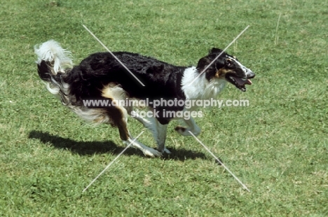 borzoi running on grass