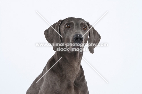 Weimaraner portrait in studio