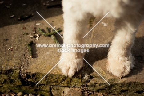 young Bearded Collie legs