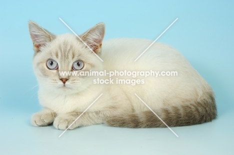 young british shorthair, lilac tabby colourpoint 