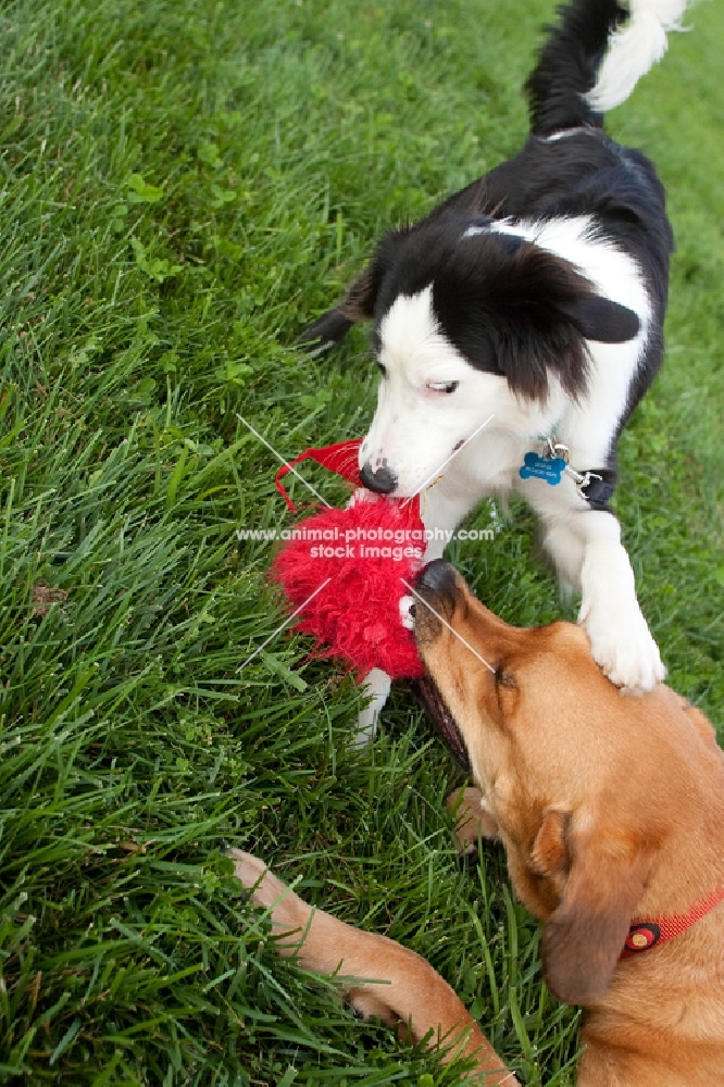 Border collie and Anatolian shepherd mix playing with red toy