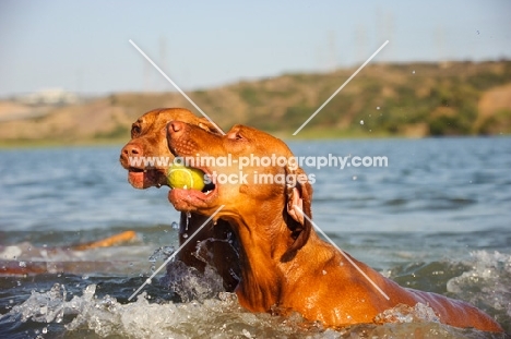 Hungarian Vizsla dogs playing with tennis ball