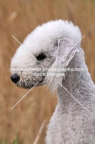 Bedlington Terrier profile