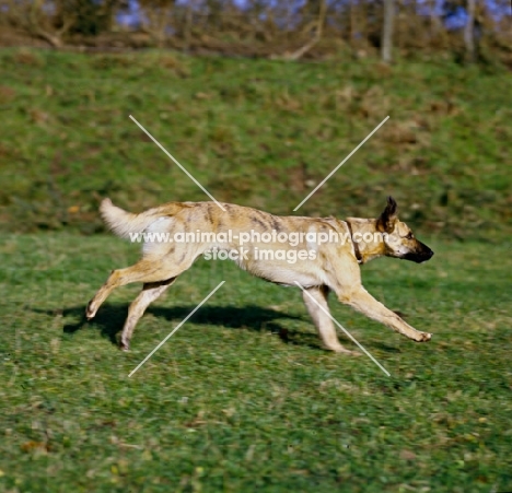 lurcher, x greyhound,  running