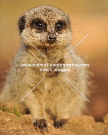 Meerkat