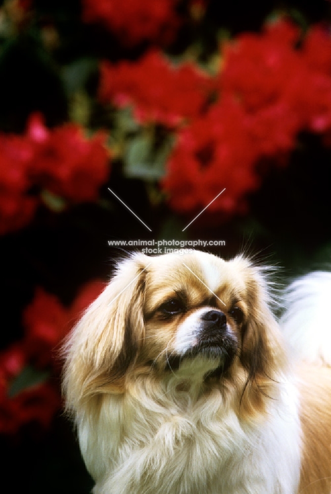 velrock lu-tsang at braeduke tibetan spaniel, portrait